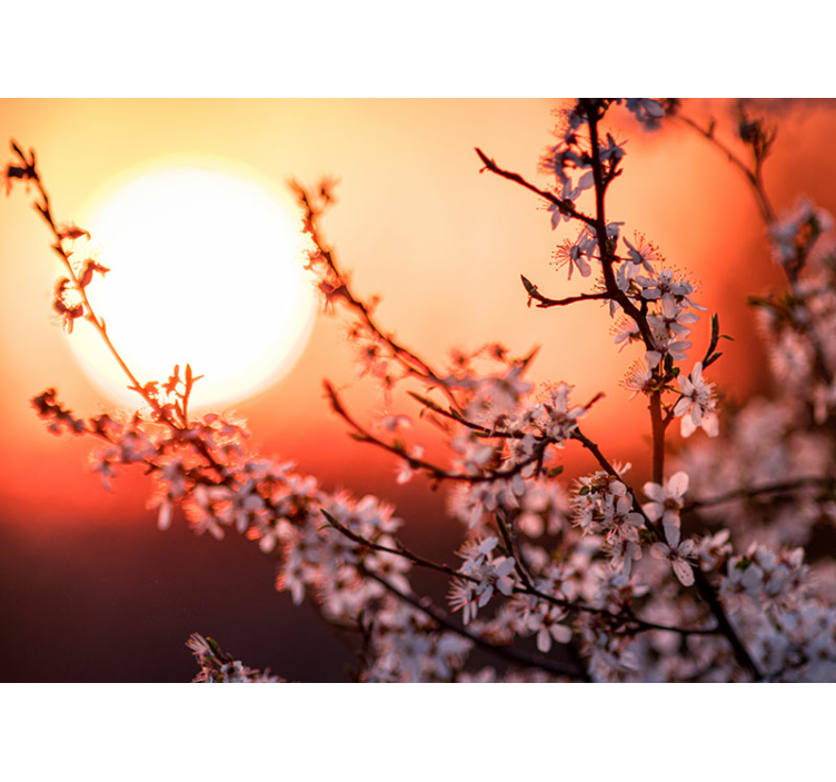 Aprikos blommar med solnedgång fototapeta - Tenstickers