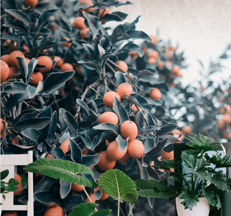 Fototapeter blommor citrusfruktgren - Tenstickers