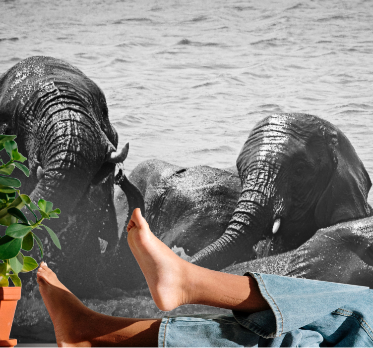 Fototapeter djur elefanter i vätska - Tenstickers