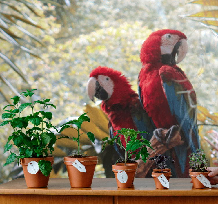 Fototapeter djur scarlet macaw par - Tenstickers