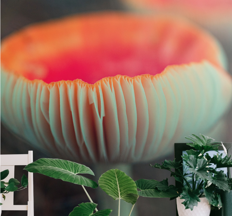 Fototapeter vallmor elegant vallmoblomma - Tenstickers