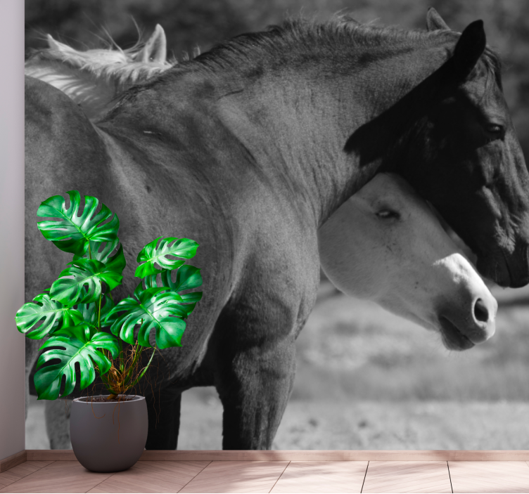 Fototapet svartvita hästar som kramas - Tenstickers