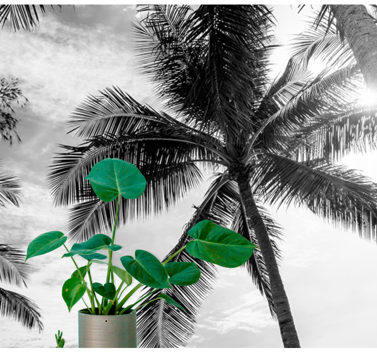 Svart och vit palm fototapeta - Tenstickers