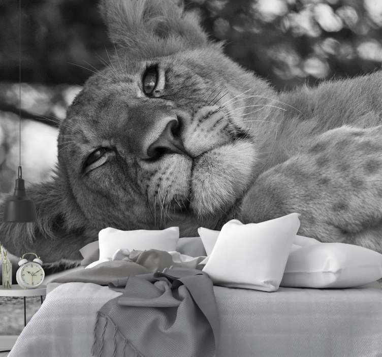 Ungt lejon i gråskala lejon fototapeta - Tenstickers