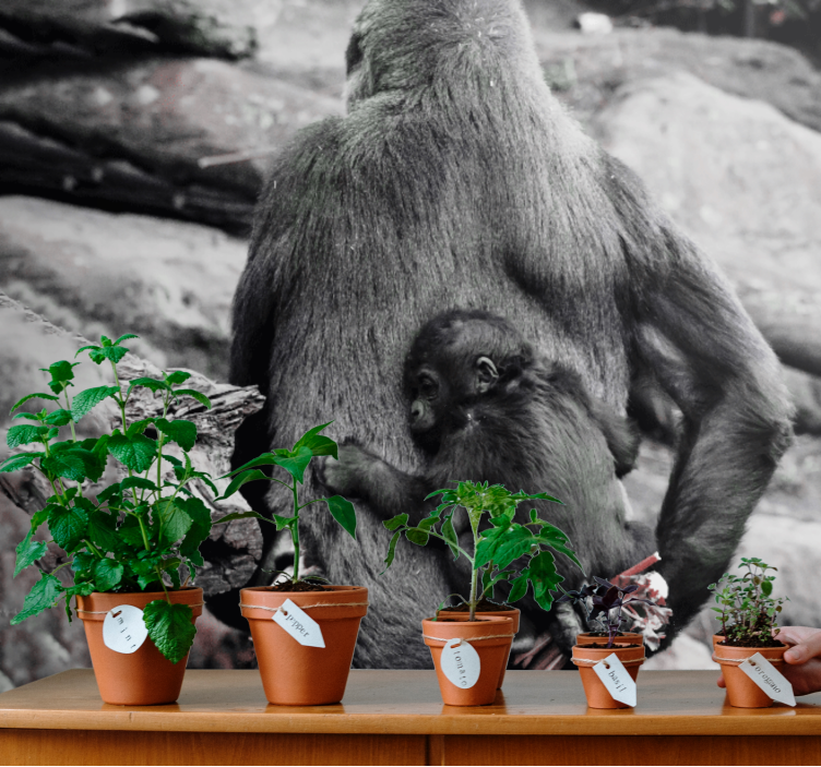 Söt mamma och baby gorilla afrika fototapet - Tenstickers