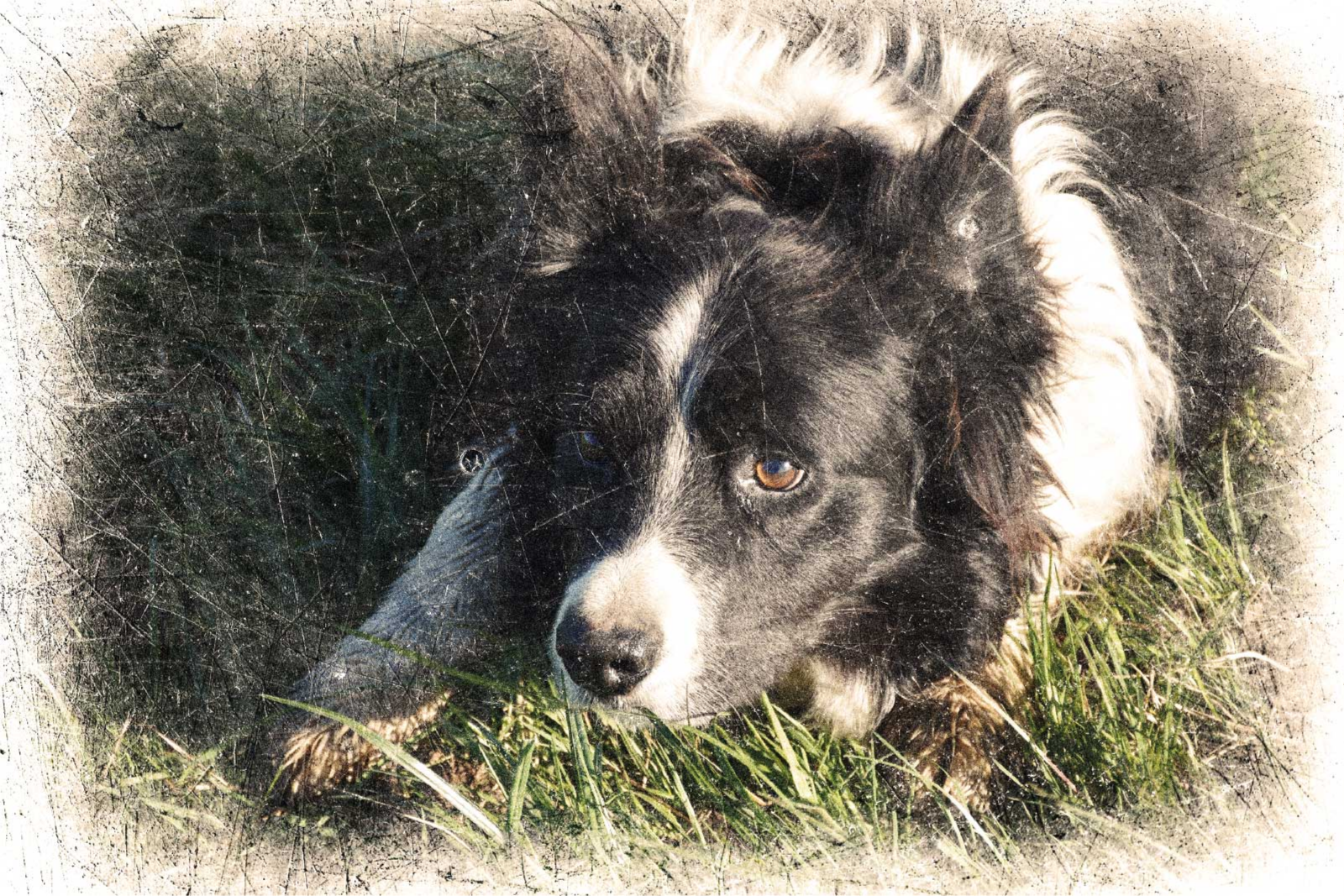 Anpassad vintage effekt Poster andra djur - Tenstickers