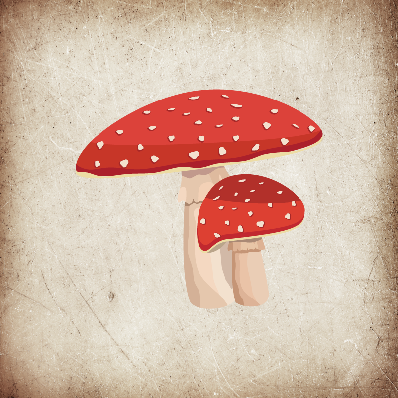 Poster kök amanita svamp illustration - Tenstickers