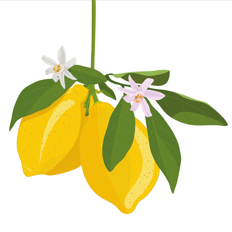 Lemon tree poster kök - Tenstickers