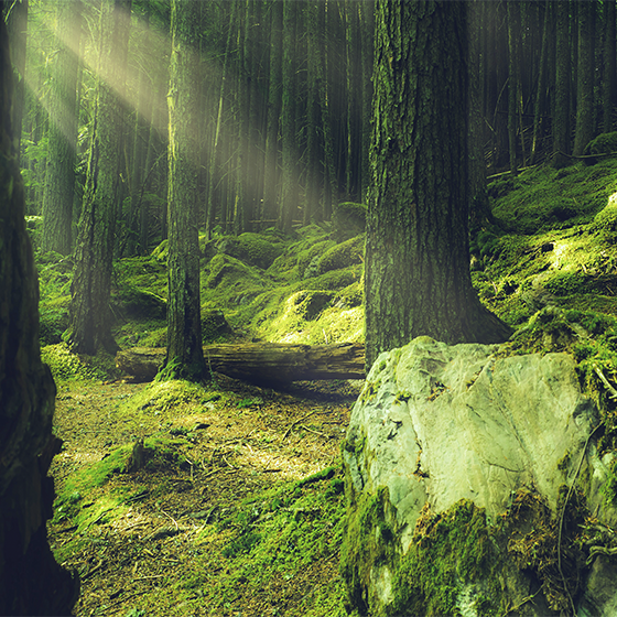 Poster vardagsrum stenar med mossa i skogen - Tenstickers