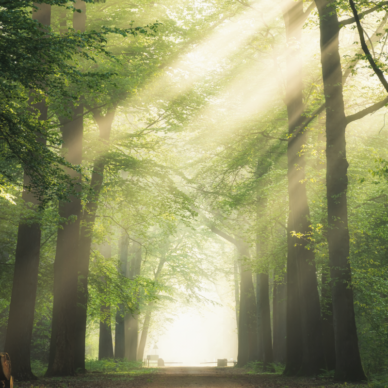 Poster vardagsrum grön skog med solen - Tenstickers