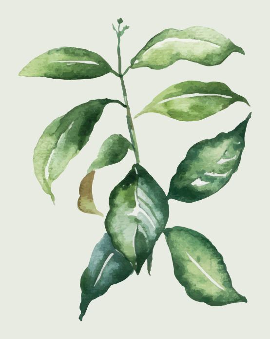 Poster blommor och växter lime palmblad - Tenstickers