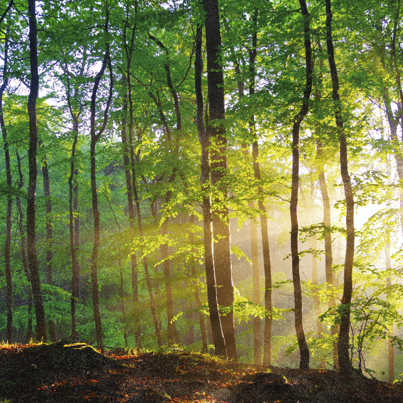 Poster trä naturligt ljus i skogen - Tenstickers