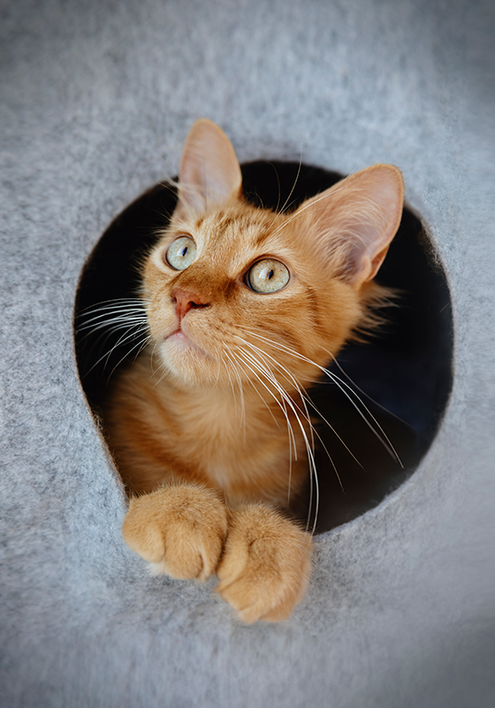 Kikar katt affisch print design - Tenstickers