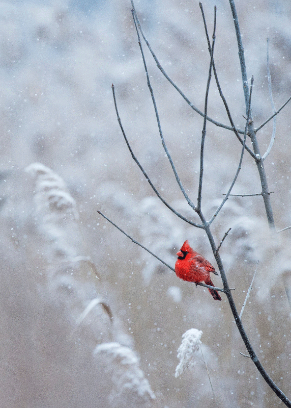 Affischtryck för julfågel - Tenstickers