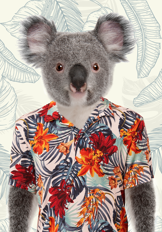 Elegant koala poster ungfödd - Tenstickers