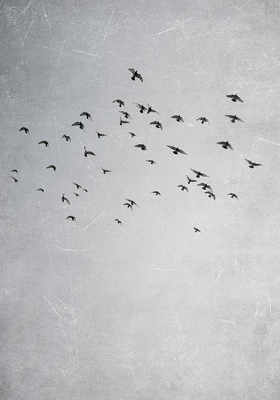 Fåglar som flyger Poster andra djur - Tenstickers