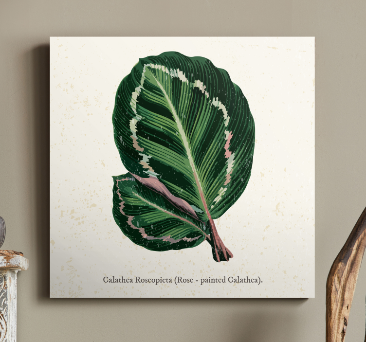 Calathea blad illustration Målarduk växter - Tenstickers