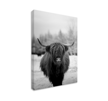 Highland ko djurcanvas tavla - Tenstickers