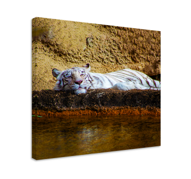 Tiger vilande djurcanvas tavla - Tenstickers