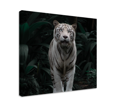 Vit tiger djur canvas - Tenstickers