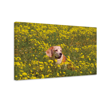 Kavas hundar glada hundar utomhus - Tenstickers