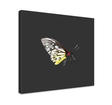Kanvas fjärilar elegant fjärilsprofil - Tenstickers