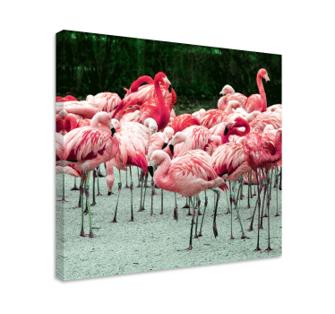 Kanvas fåglar flamingosvärm - Tenstickers