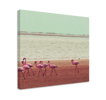 Kavas hundar flamingos nära vatten - Tenstickers