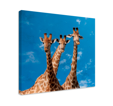 Giraff trio porträtt Kanvas djur - Tenstickers