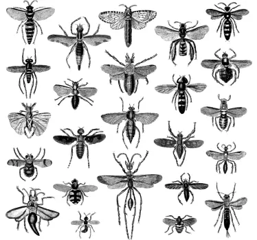 Flygande insekter väggdekal - Tenstickers