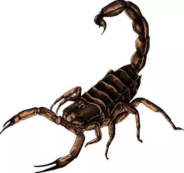Skorpion illustration insekt vägg klistermärke - Tenstickers