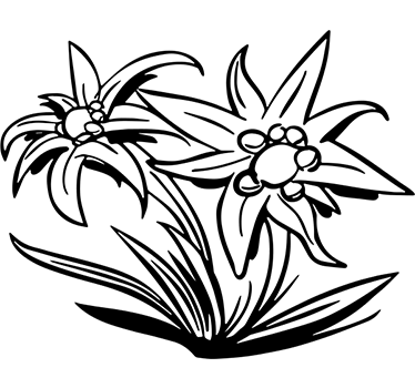 Edelweiss blomma vägg klistermärke - Tenstickers