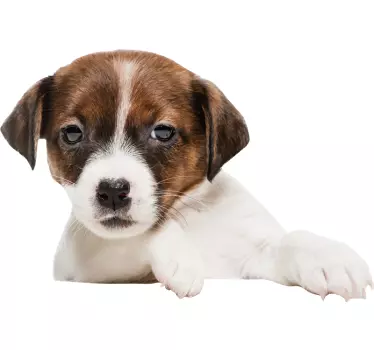 Hunden tittar in Väggklistermärken  - Tenstickers