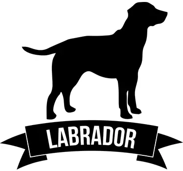 Labrador hundras vägg klistermärke - Tenstickers