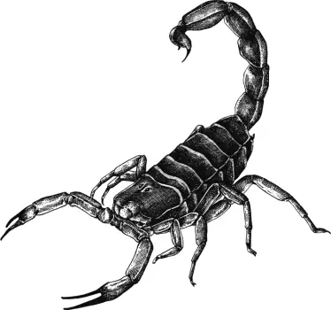 Scorpion djur vardagsrum vägg inredning - Tenstickers