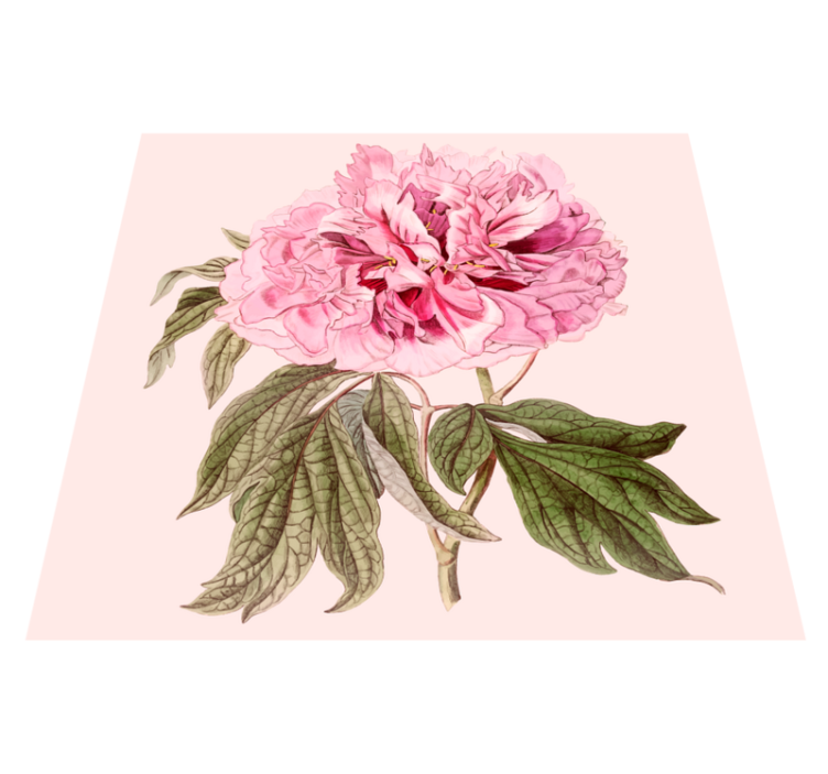 Rosa pionblomma Vinylmatta blommor och växter - Tenstickers