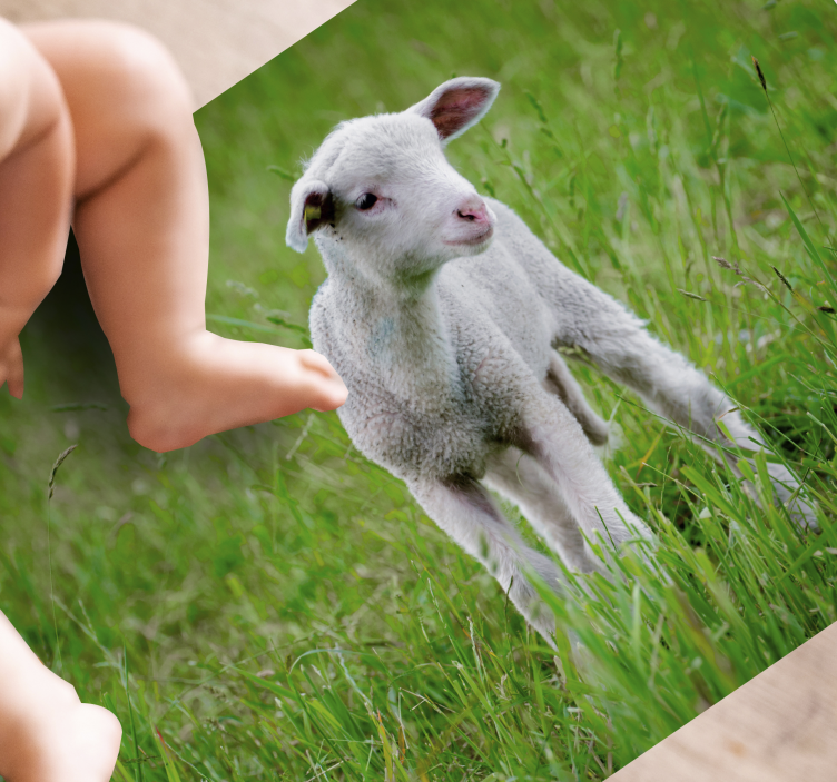 Djur söt lamm djur matta - Tenstickers