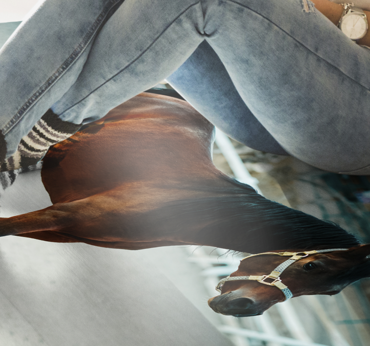 Majestätisk hästporträtt Vinylmatta djur - Tenstickers