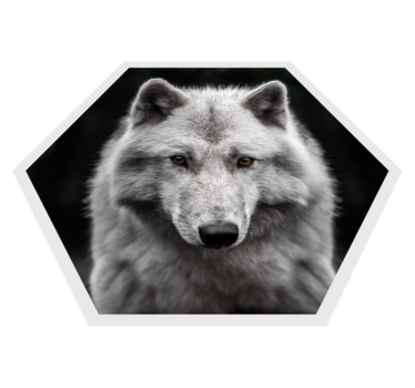 Alfa varg på svart djurmatta - Tenstickers