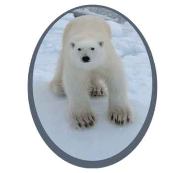 Isbjörn i snö djurmatta - Tenstickers
