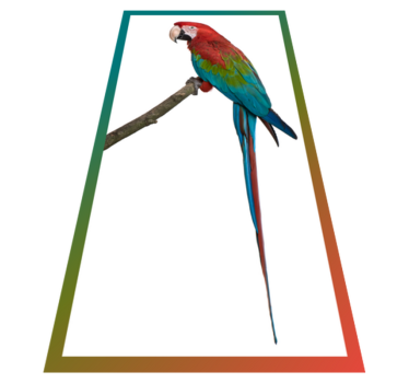 Papegoja profil djurmatta - Tenstickers