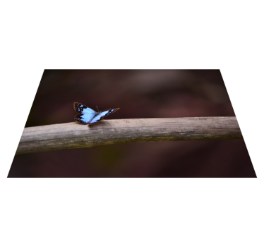 Djur blå fjäril djurmatta - Tenstickers
