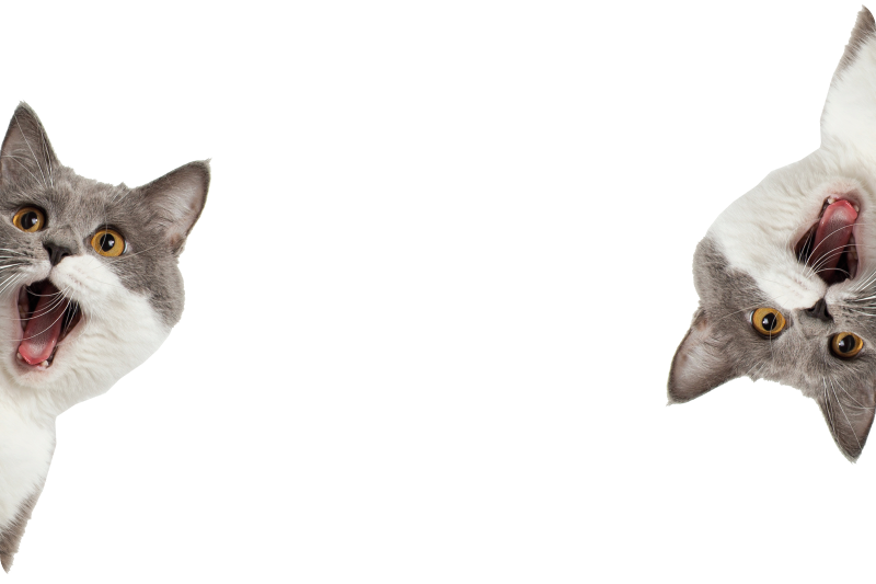 Vinylmatta djur katt som spionerar på vit bakgrund - Tenstickers