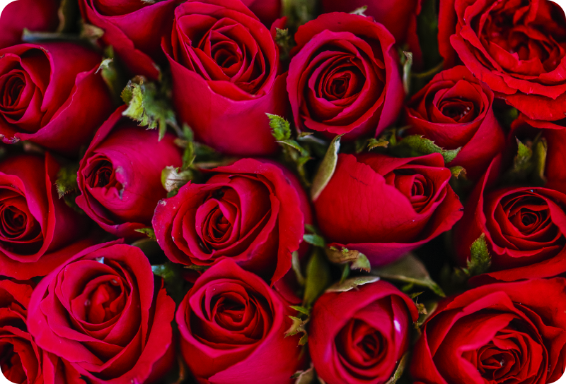 Vinylmatta blommor och växter röd blommig stil - Tenstickers