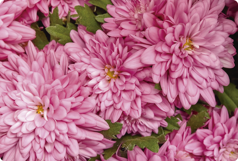 Vinylmatta blommor och växter rosa blommor vår - Tenstickers
