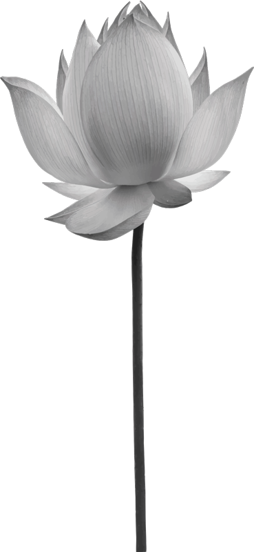 Vinylmatta sovrum lotus ensam blomma - Tenstickers