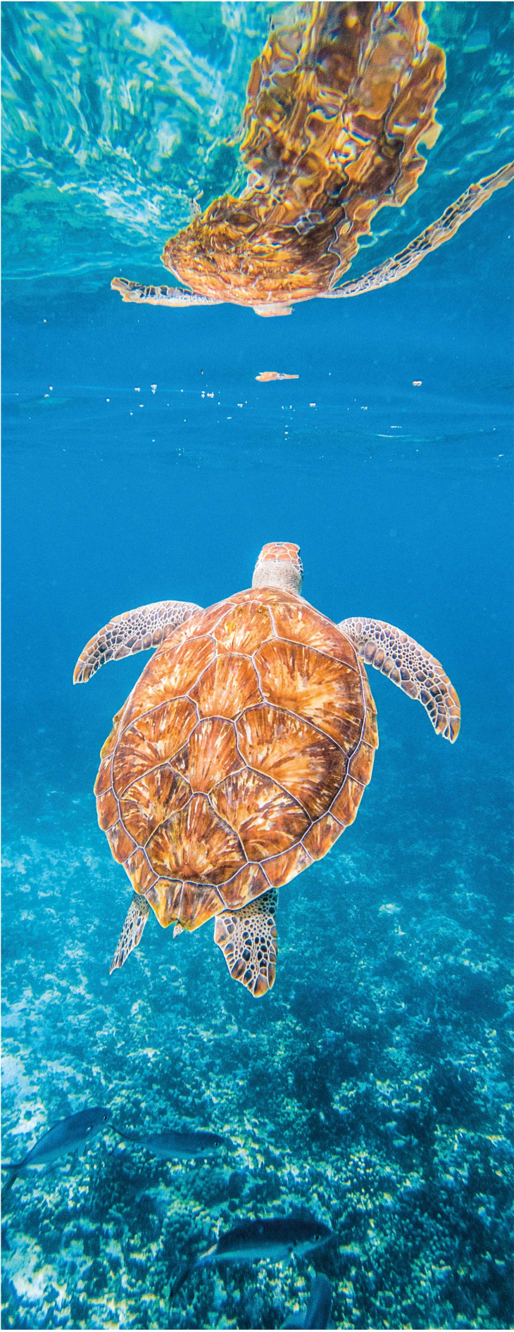 Vinylmatta badrum vacker sköldpadda under vatten - Tenstickers