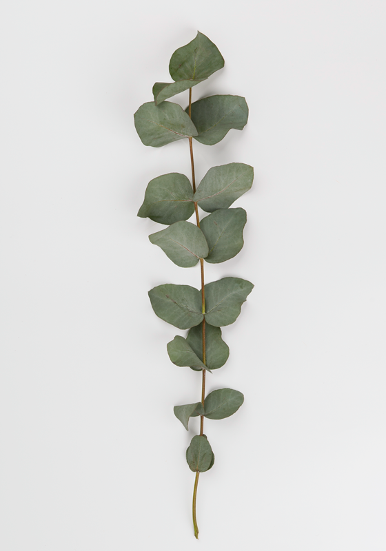 Vinylmatta blommor och växter eukalyptusblad - Tenstickers