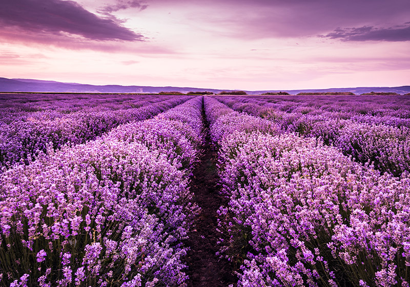 Vinylmatta lila fototapet lavendelblommor i provence - Tenstickers
