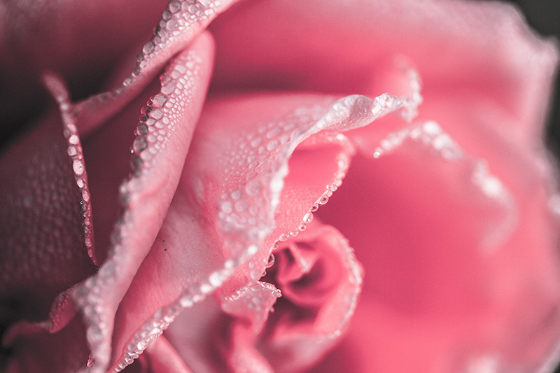 Daggiga rosenblad Vinylmatta blommor och växter - Tenstickers